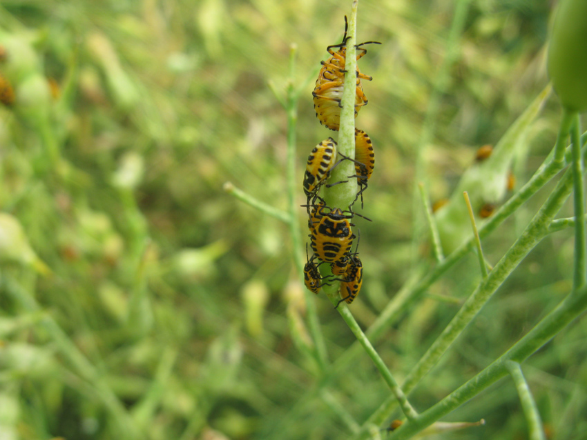 Pentatomidae: neanidi di Eurydema del Lazio (RM)